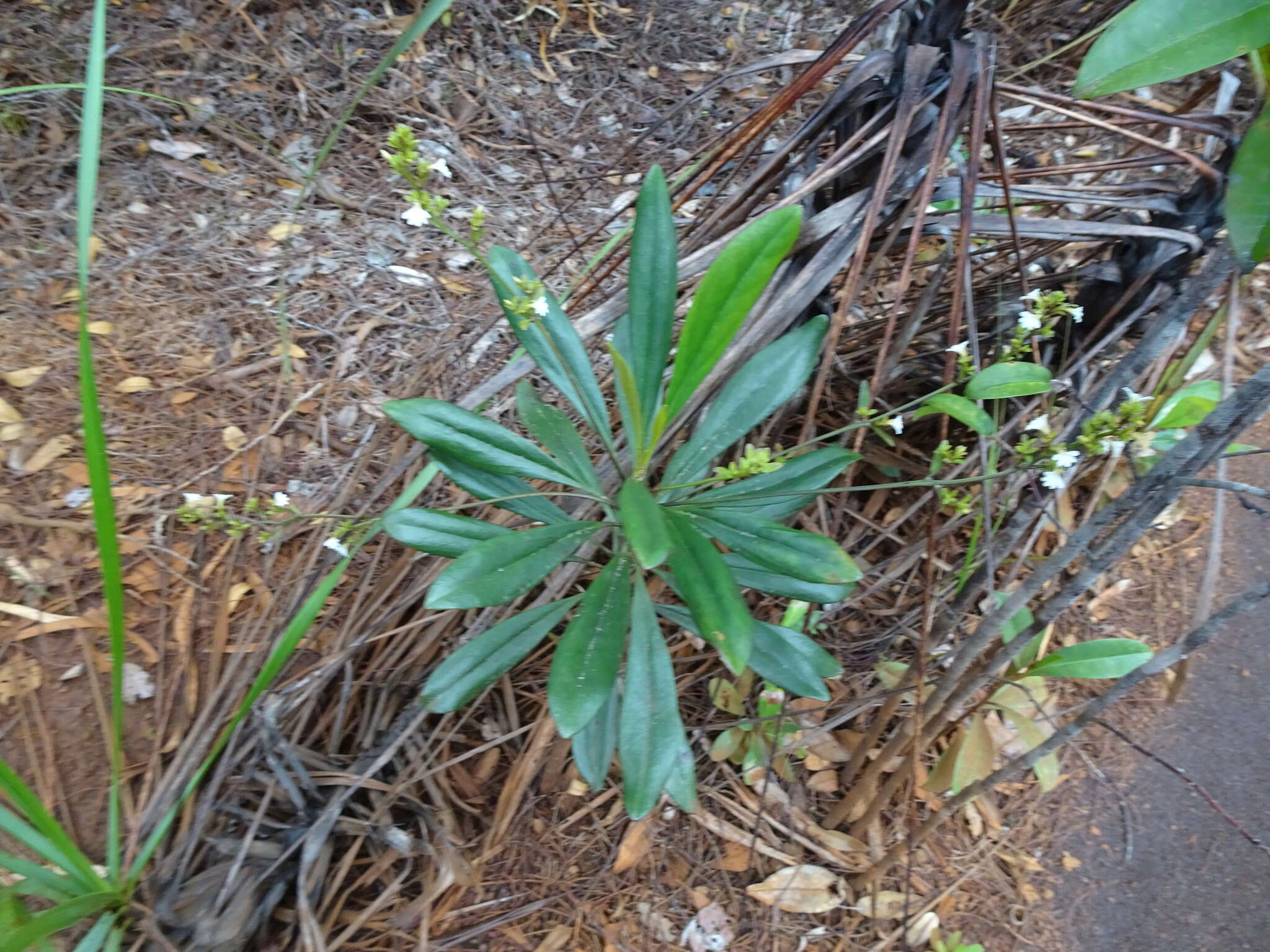 Imagem de Scaevola beckii Zahlbr.