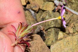 Image of Coast Range linanthus