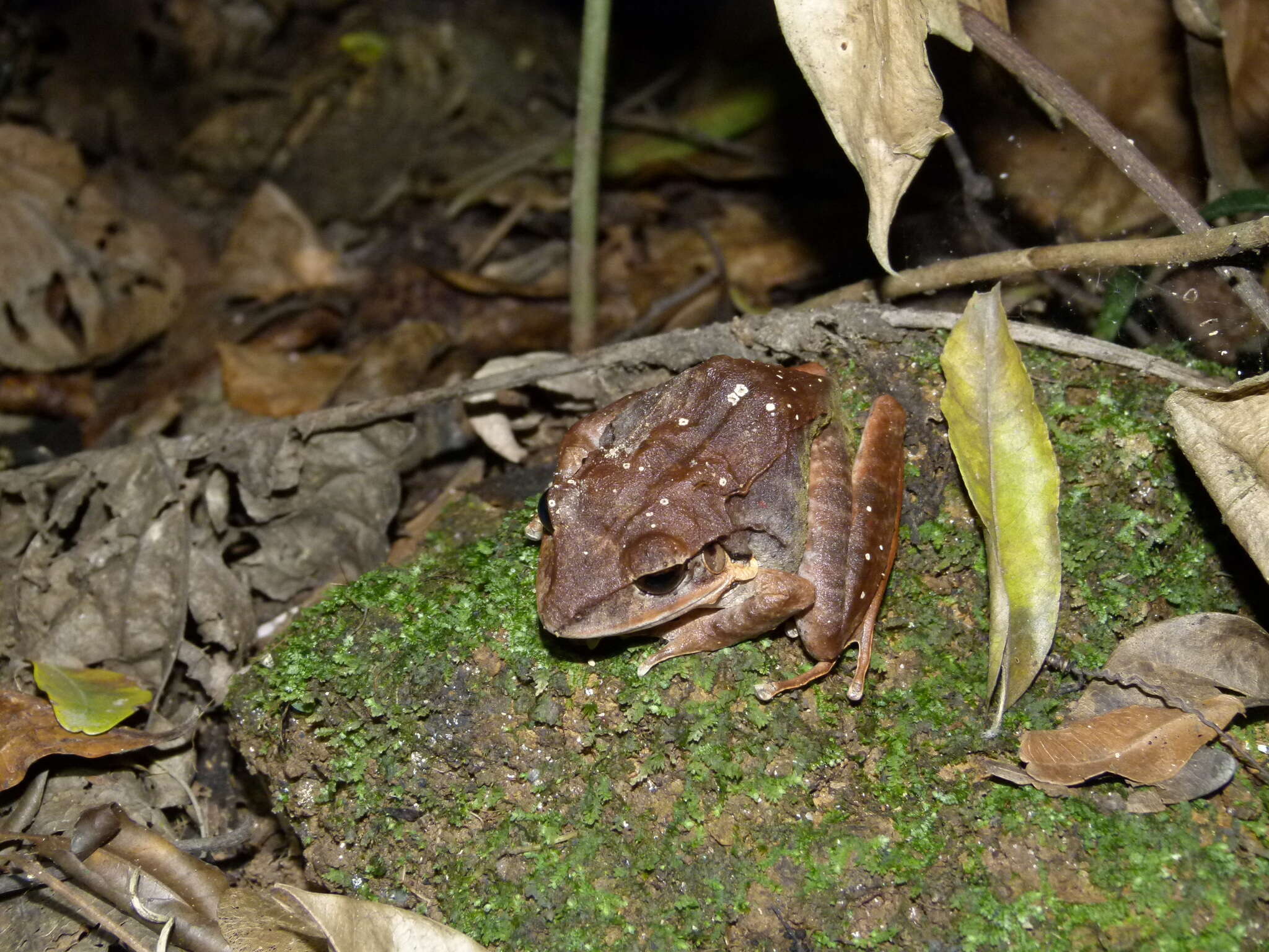 Image of Eleutherodactylus inoptatus (Barbour 1914)