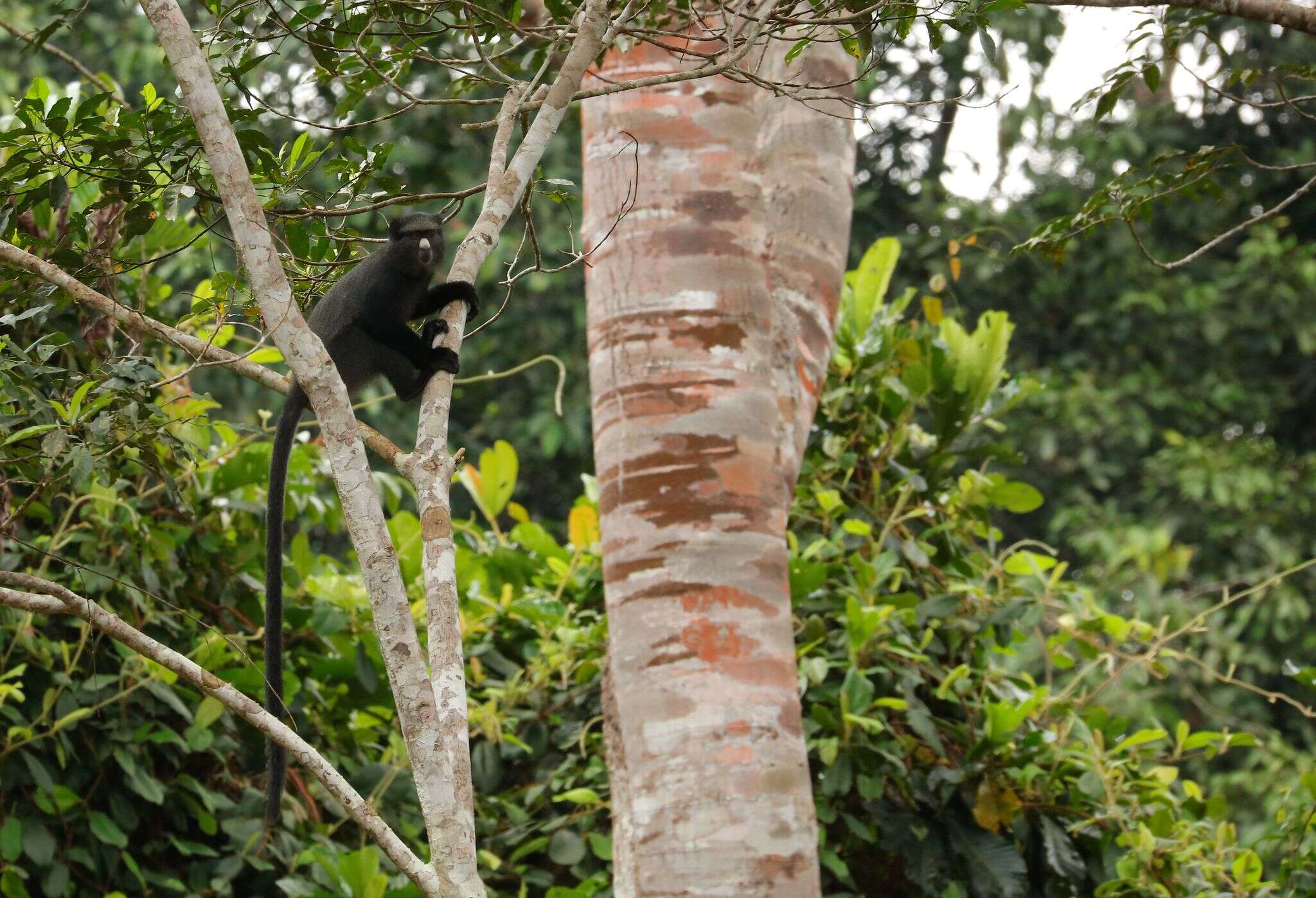 Image of Greater Spot-nosed Guenon