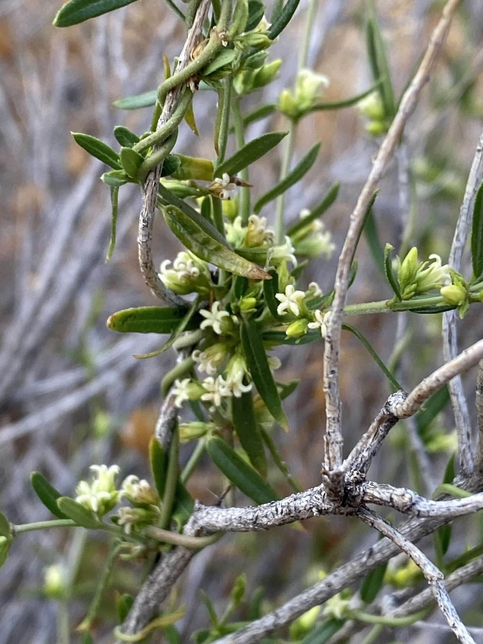 Image of Metastelma arizonicum A. Gray