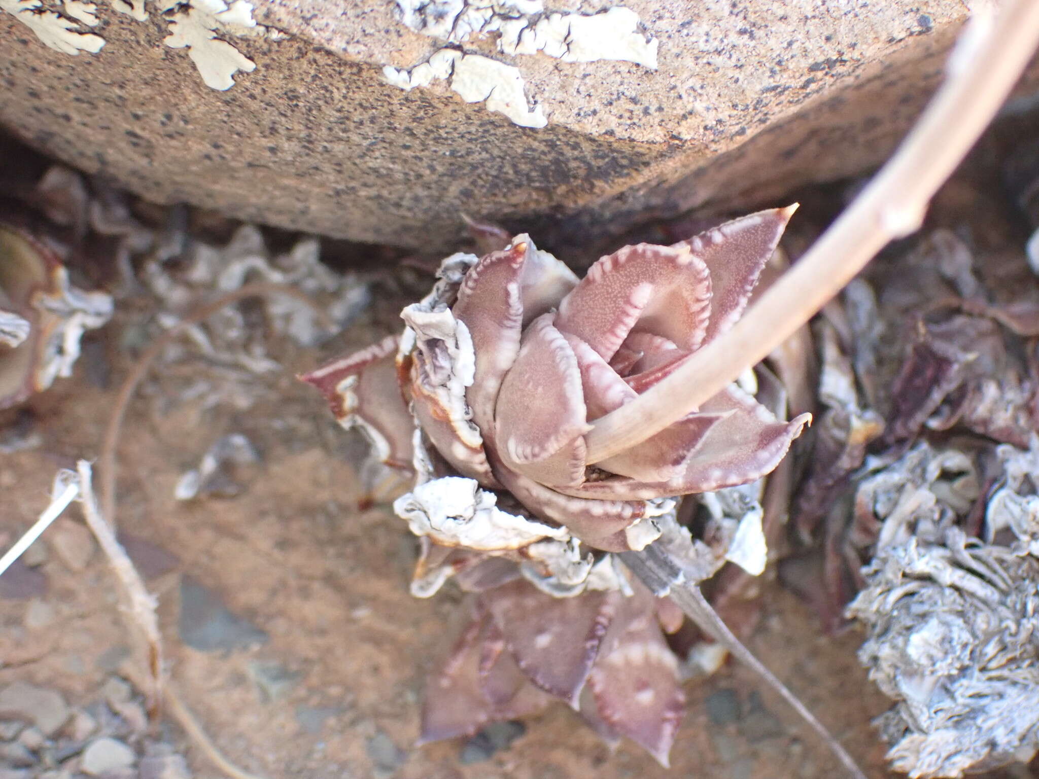 Image of Astroloba bullulata (Jacq.) Uitewaal