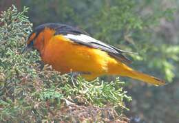 Image de Oriole de Bullock