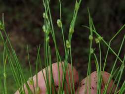 Image of Keeled Lateral-Bulrush