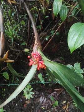 Image of Maxillaria fulgens (Rchb. fil.) L. O. Williams