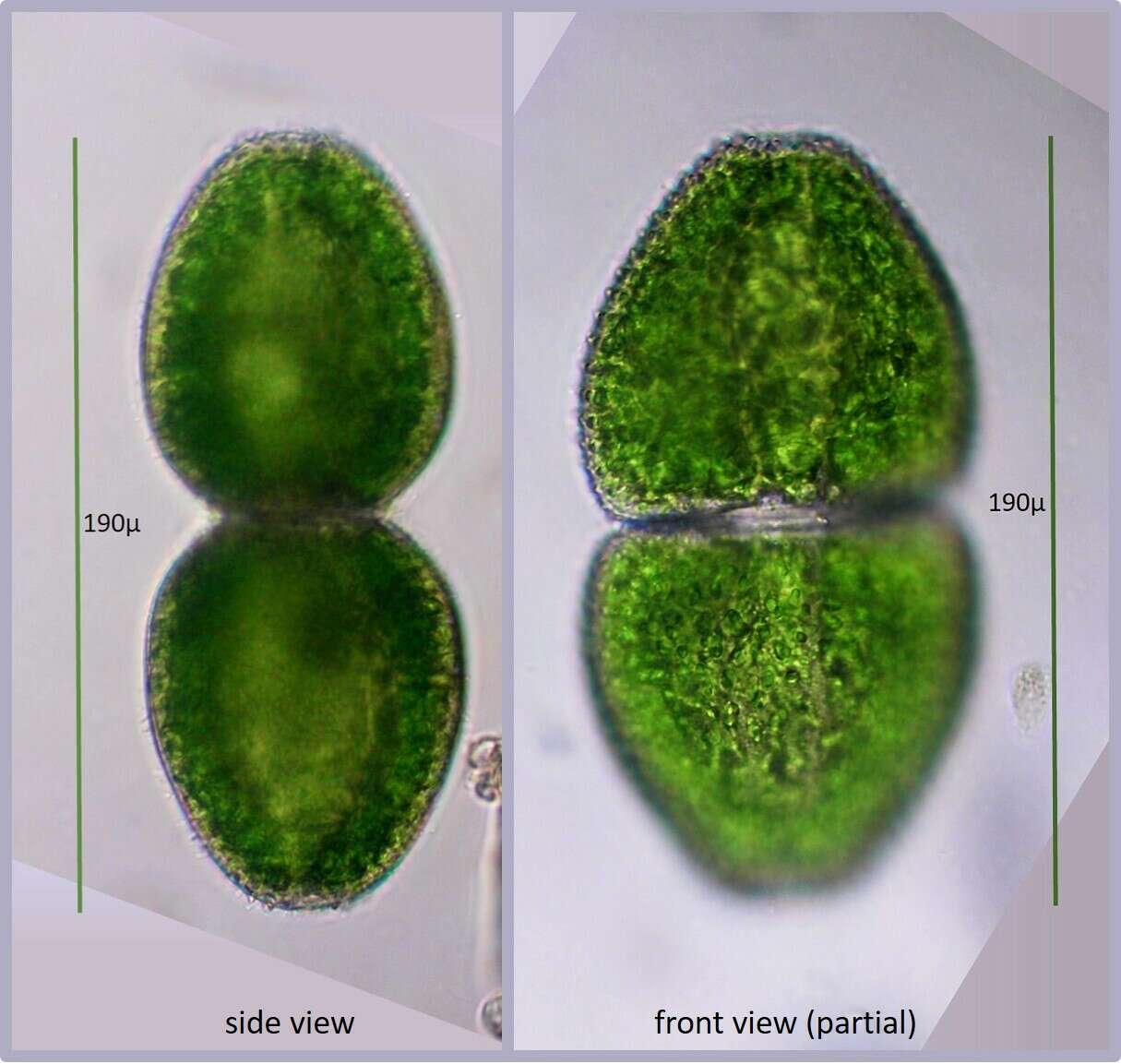 Image of Cosmarium ovale