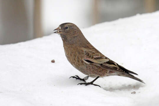 Image of Brown-capped Rosy Finch