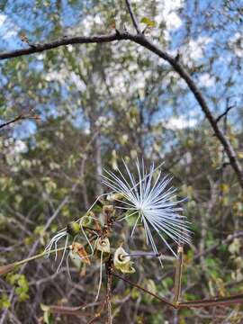 صورة Thilachium angustifolium Boj.