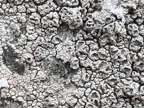 Image of crater lichen