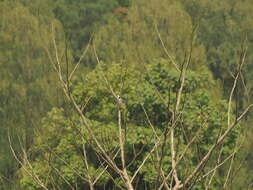 Image of Freckle-breasted Woodpecker