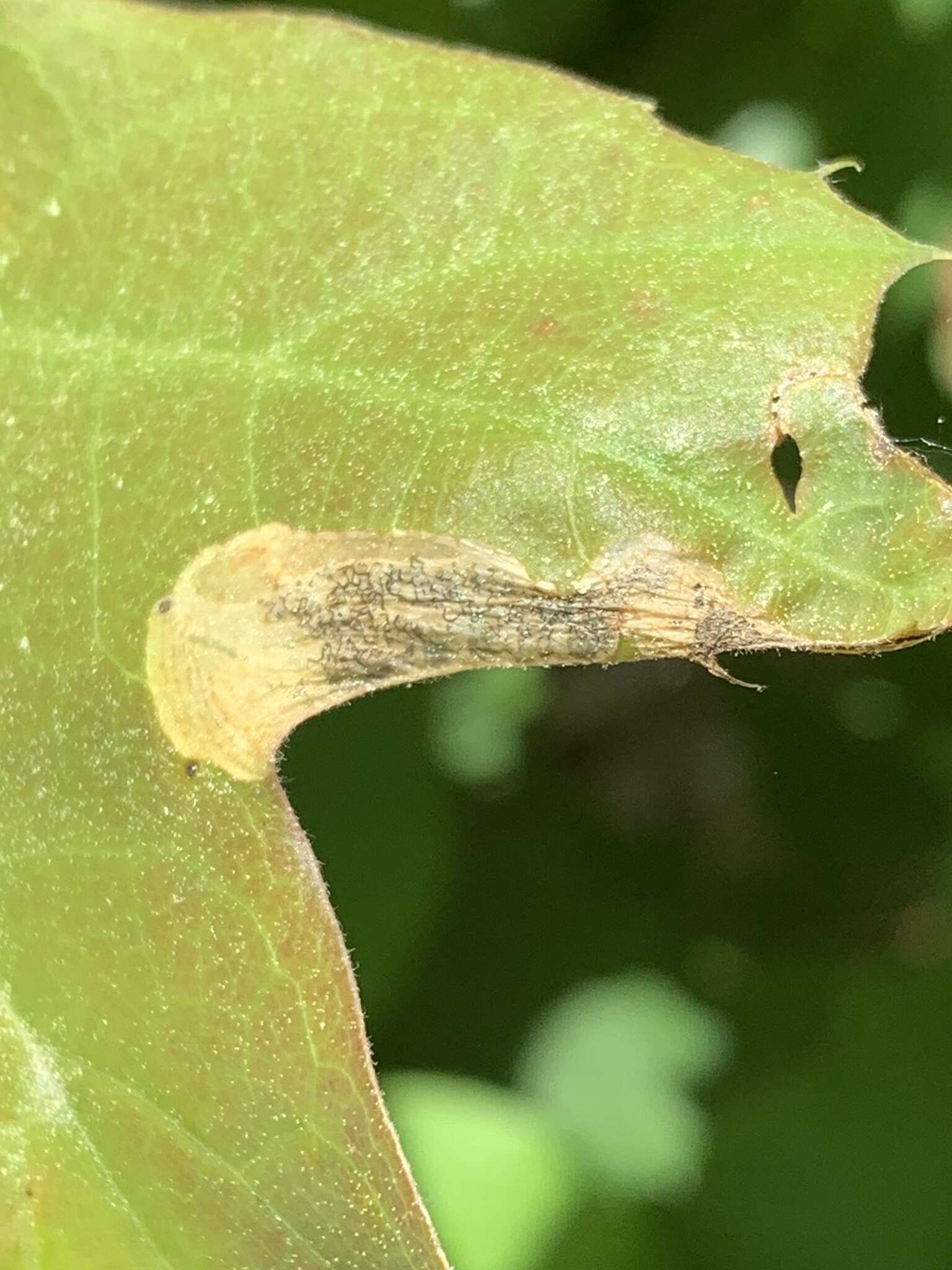 Image of Eriocraniella platyptera Davis 1978