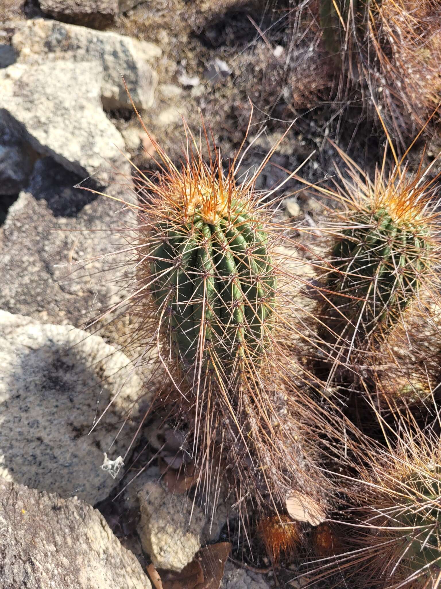 Coleocephalocereus purpureus (Buining & Brederoo) F. Ritter的圖片