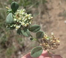 Image of Limeum telephioides var. telephioides