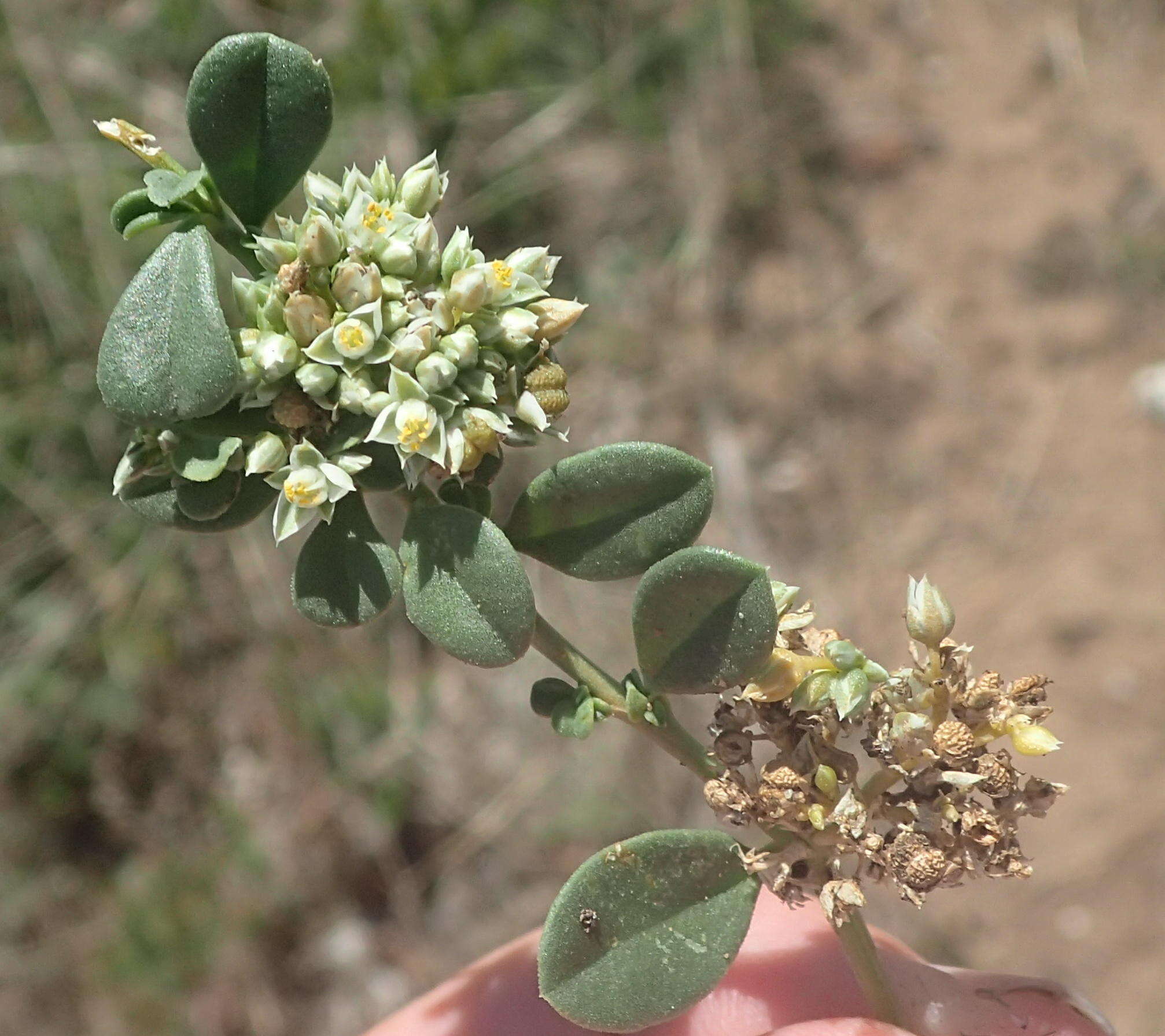 Image of Limeum telephioides var. telephioides