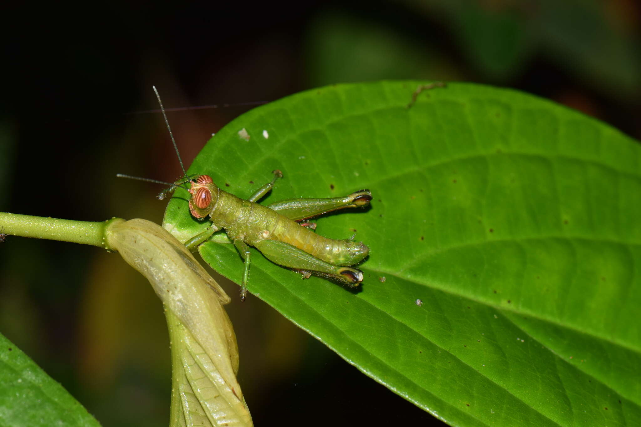 Image of Acridophaea