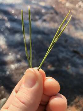 Image of Hickory Pine