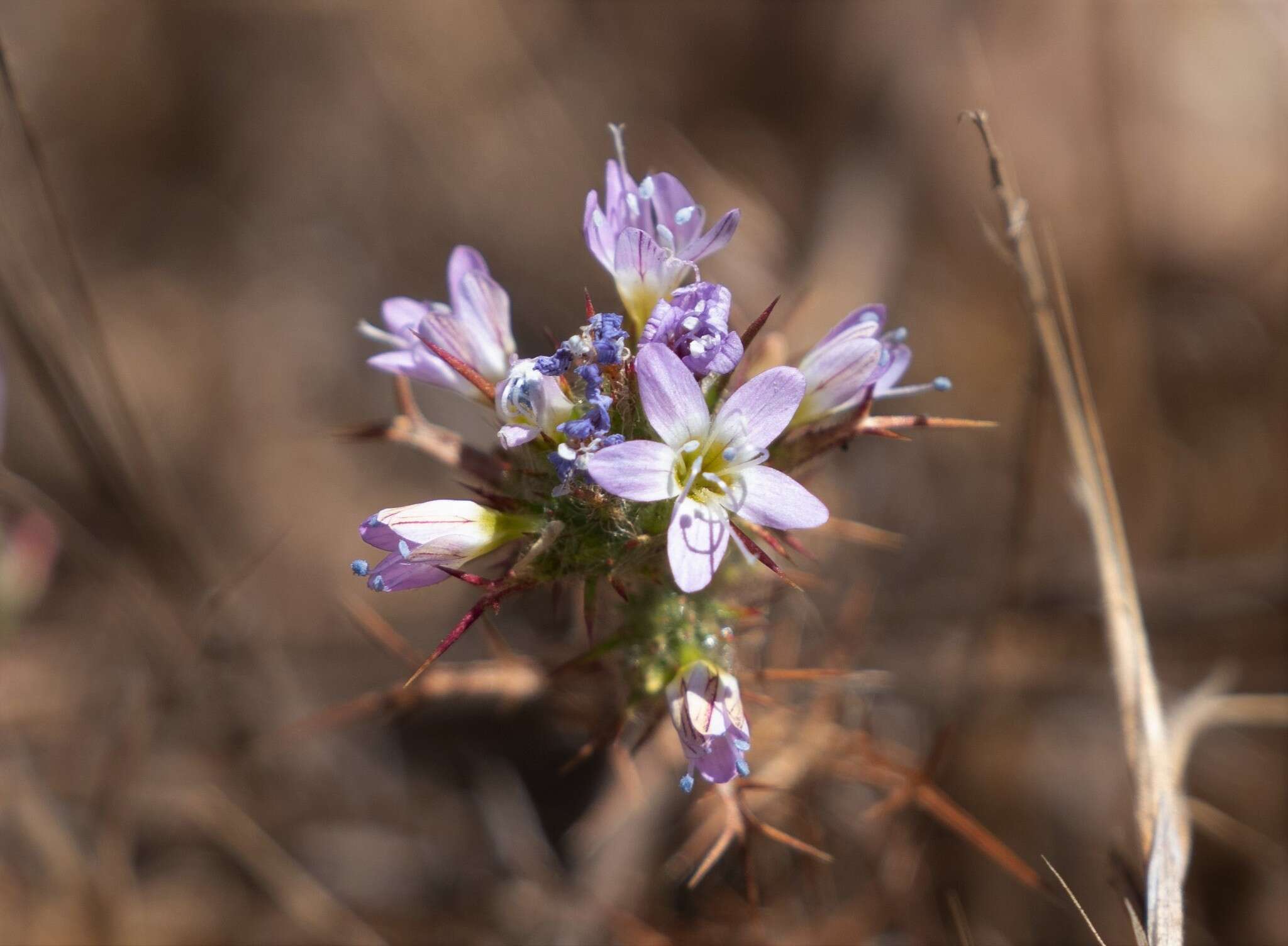 Image of hooked pincushionplant