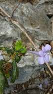 Imagem de Barleria paucidentata Benoist