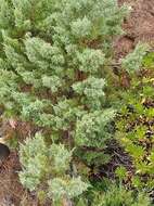 Image of Juniperus phoenicea subsp. phoenicea