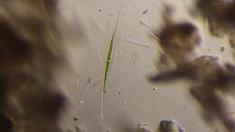 Image of Closterium setaceum