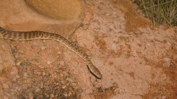 Image of Children's Python