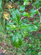 Image of thicket wild coffee