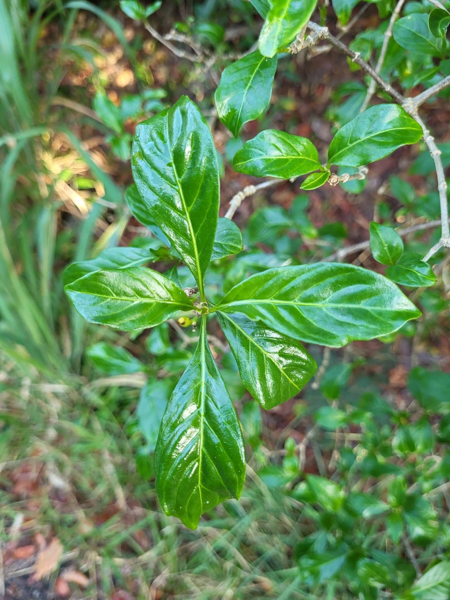 Eumachia microdon (DC.) Delprete & J. H. Kirkbr. resmi