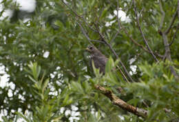 Image of Levant Sparrowhawk