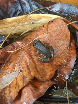 Image of Smooth-skinned ditch frog