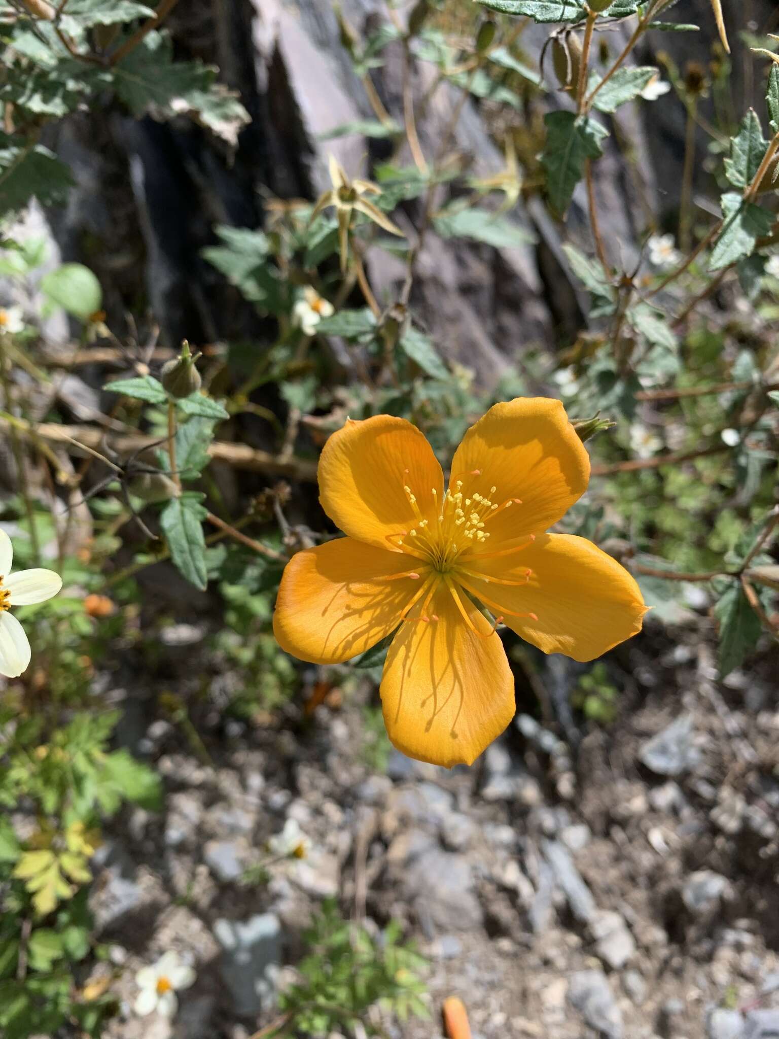 Image of Mentzelia scabra Kunth