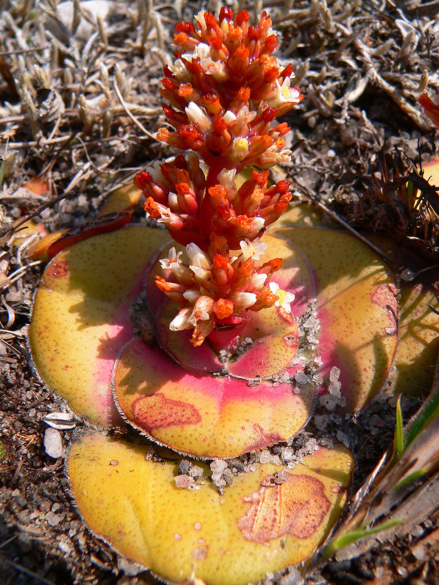 Crassula compacta Schönl. resmi