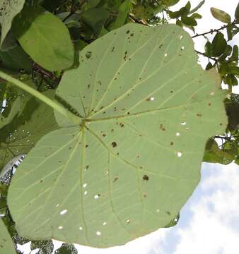 Plancia ëd Hibiscus tiliaceus subsp. tiliaceus