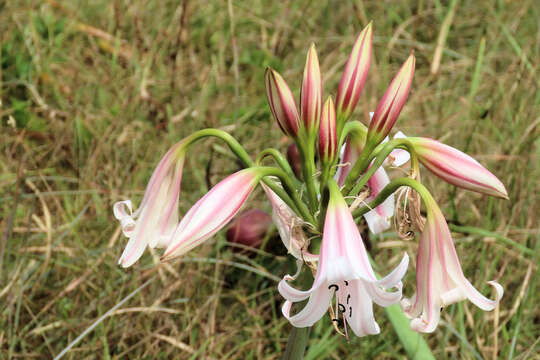 Image of Crinum lineare L. fil.