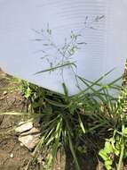 صورة Panicum hallii Vasey