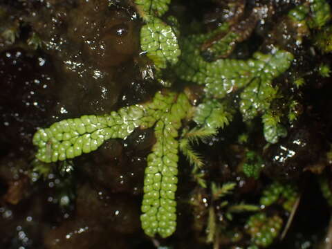 Image of Marchantia macropora Mitt.