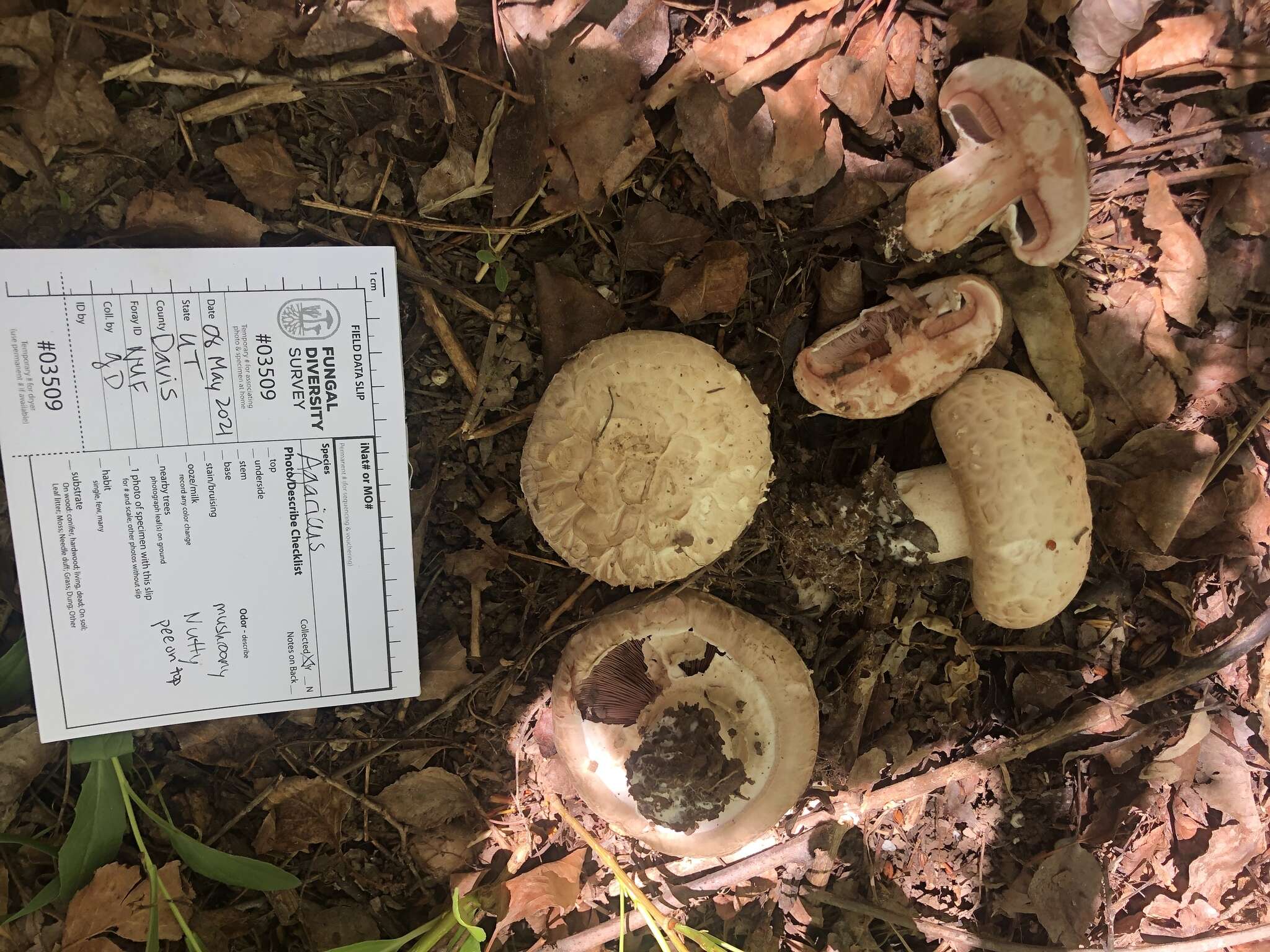 Imagem de Agaricus subfloccosus (J. E. Lange) Hlaváček 1951