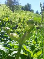 Angelica decurrens (Ledeb.) B. Fedtsch. resmi