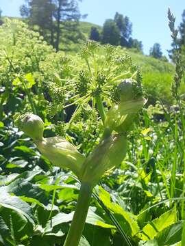 Image of Angelica decurrens (Ledeb.) B. Fedtsch.