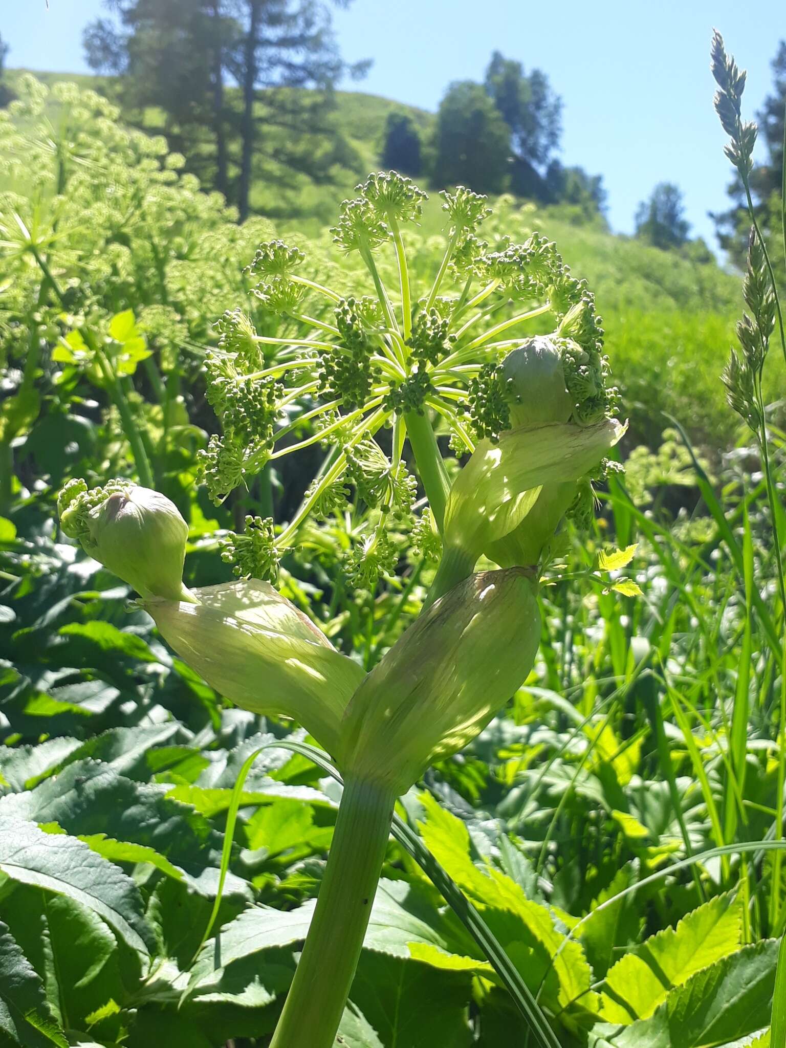 Image of Angelica decurrens (Ledeb.) B. Fedtsch.