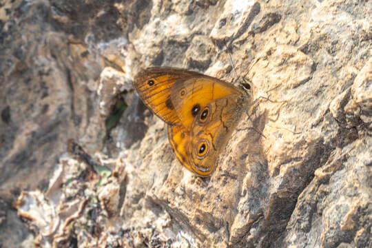 Image of Hypocysta euphemia Westwood (1851)