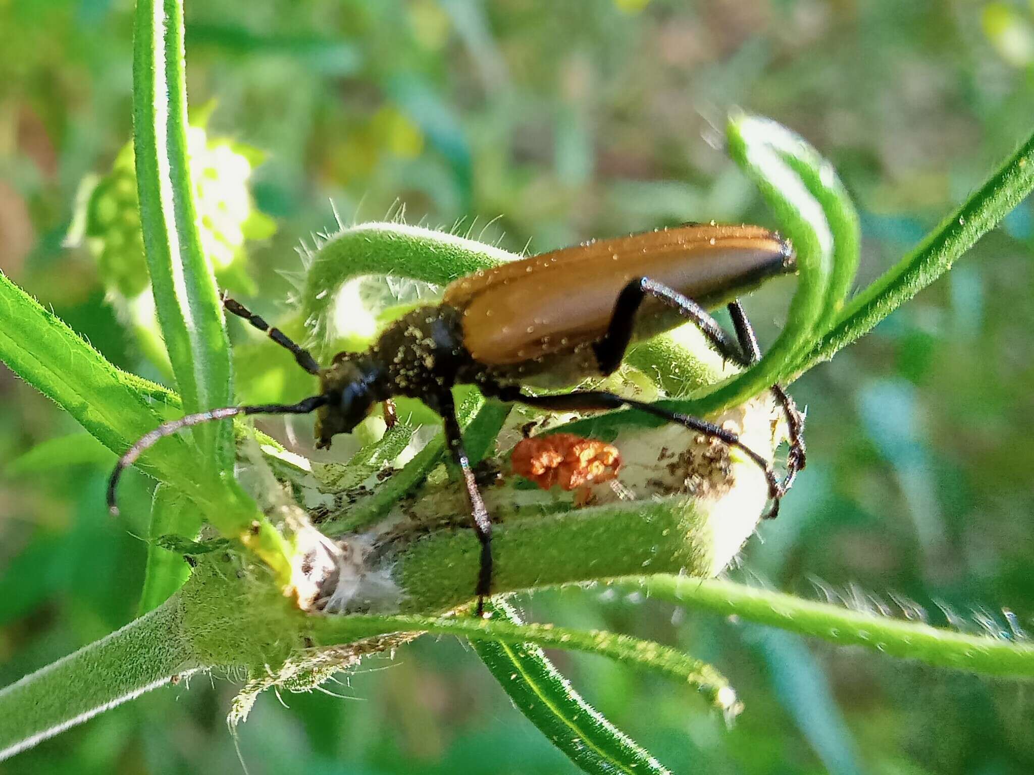 Image of Lepturalia nigripes (Degeer 1775)