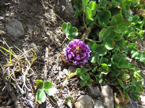 Image of Trifolium burchellianum subsp. johnstonii (Oliv.) J. B. Gillett