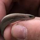 Image of Moroccan Three-toed Skink