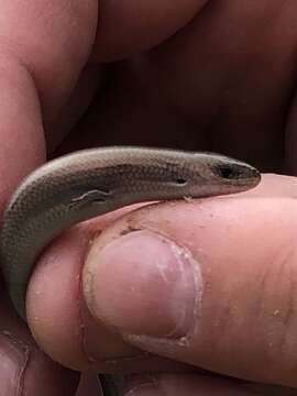 Image of Moroccan Three-toed Skink