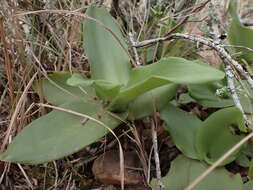 Image of Ledebouria nitida