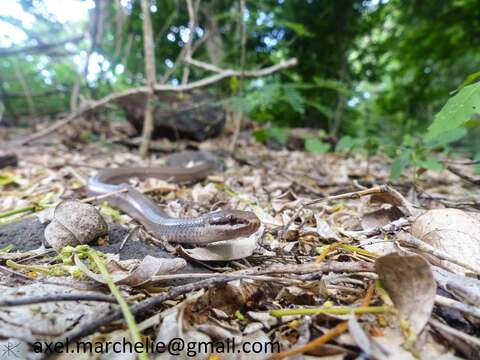 Image of Peters' Bright Snake