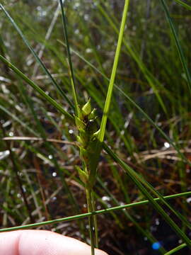 Imagem de Carex striata Michx.