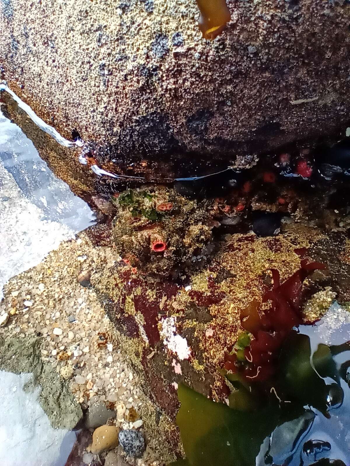 Image of red sea squirt