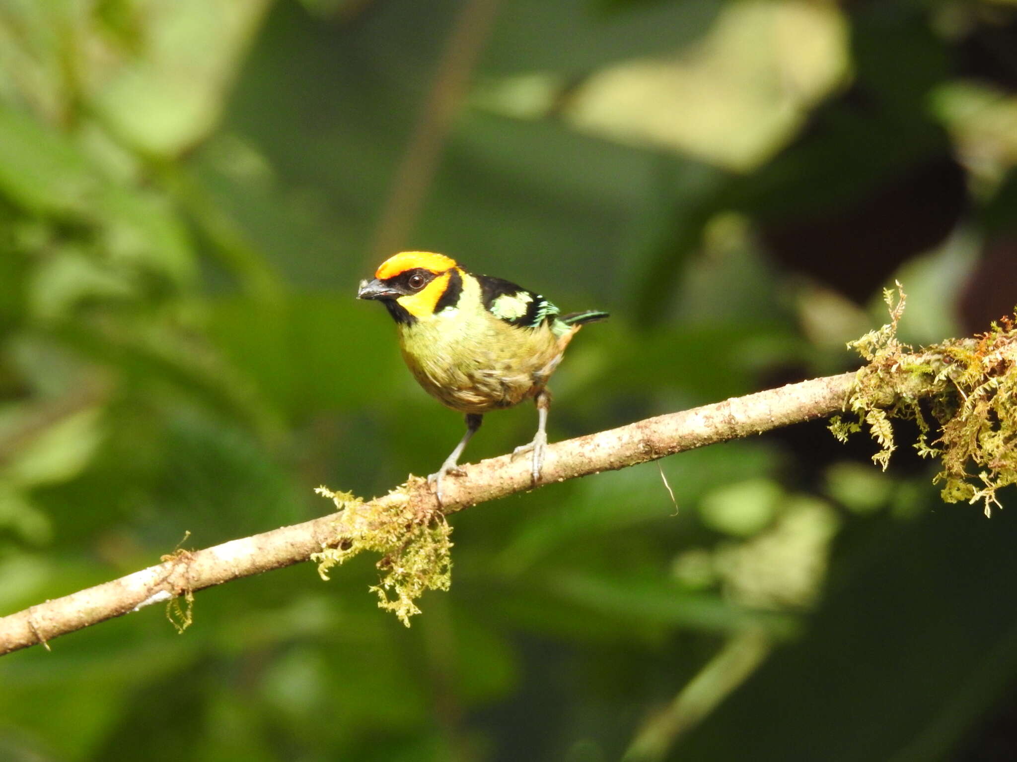 Image of Flame-faced Tanager