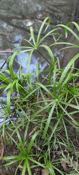 Image of Cyperus alterniflorus R. Br.